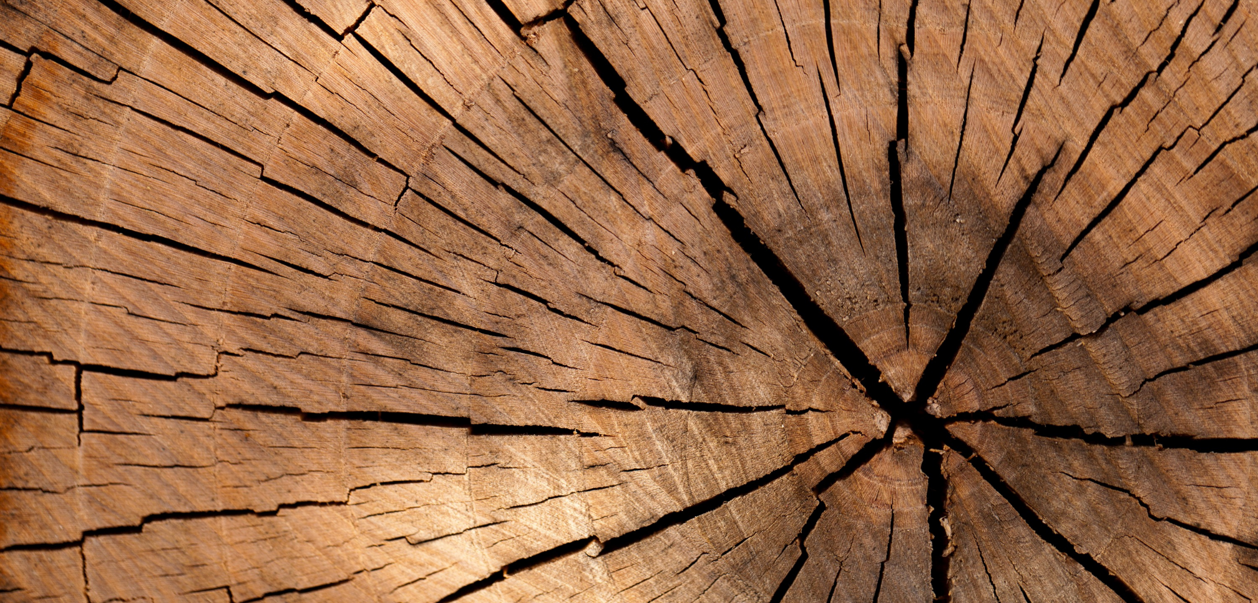 Close-up of a tree stump with concentric rings